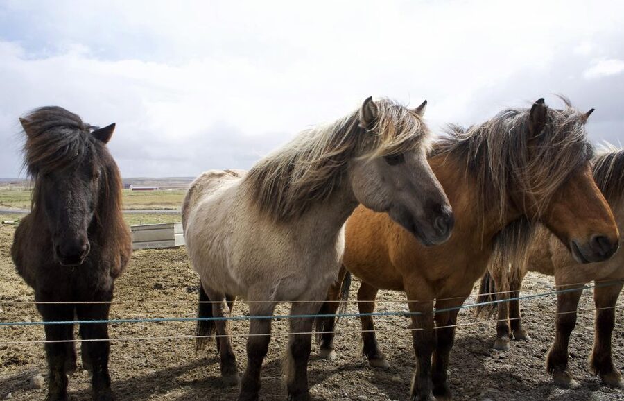 From Reykjavik: 6-Day Icelandic Ring Road Tour - Key points before you book