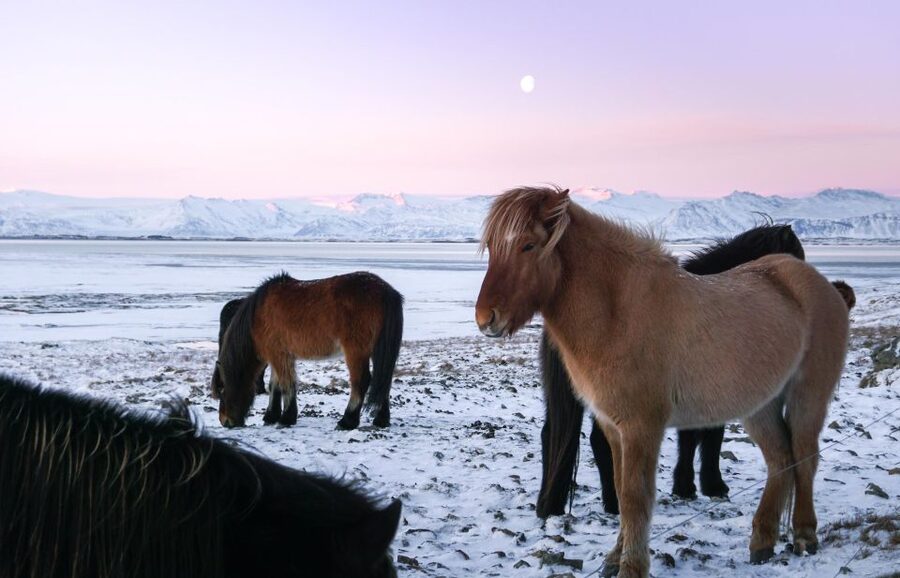 From Reykjavik: 6-Day Icelandic Ring Road Tour - Day 3: Djúpivogur and the East Fjords