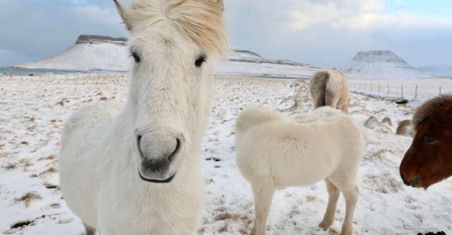 From Reykjavík: Full-day Golden Circle & Horse Riding Tour - Why this two-part Iceland day works