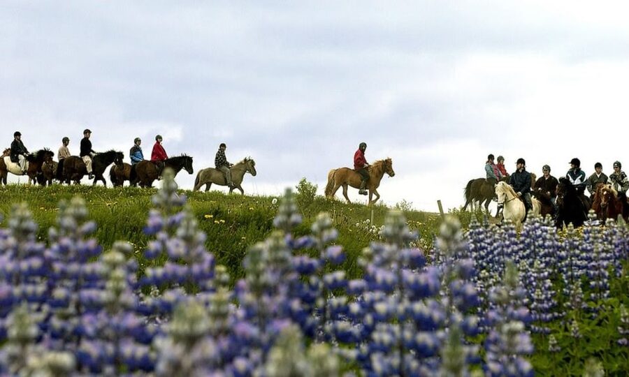 From Reykjavík: Full-day Golden Circle & Horse Riding Tour - Is $234 good value?
