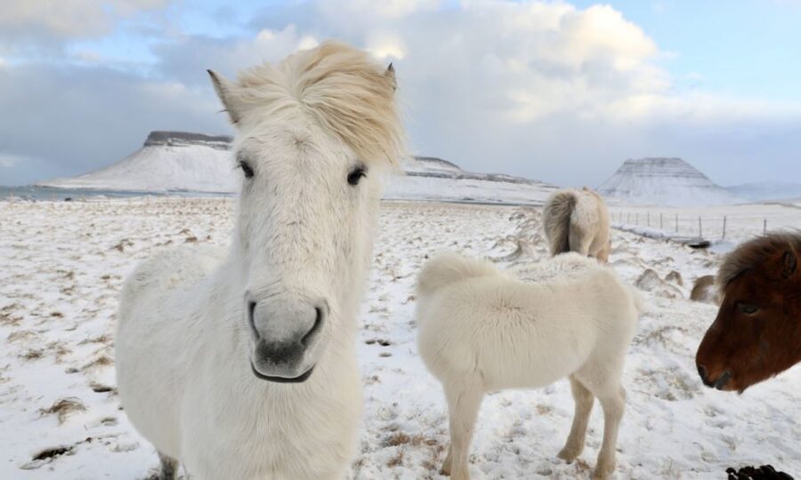 From Reykjavík: Full-day Golden Circle & Horse Riding Tour - Meeting Iceland’s compact, sure-footed horses at Laxnes