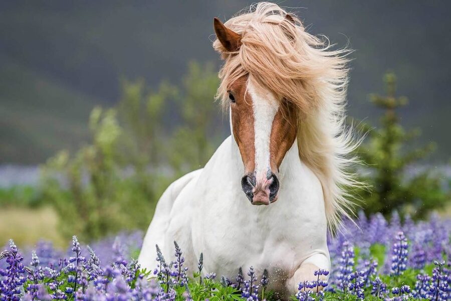 From Reykjavik: Full-Day Horse Riding & Golden Circle Tour - Key points to know before booking