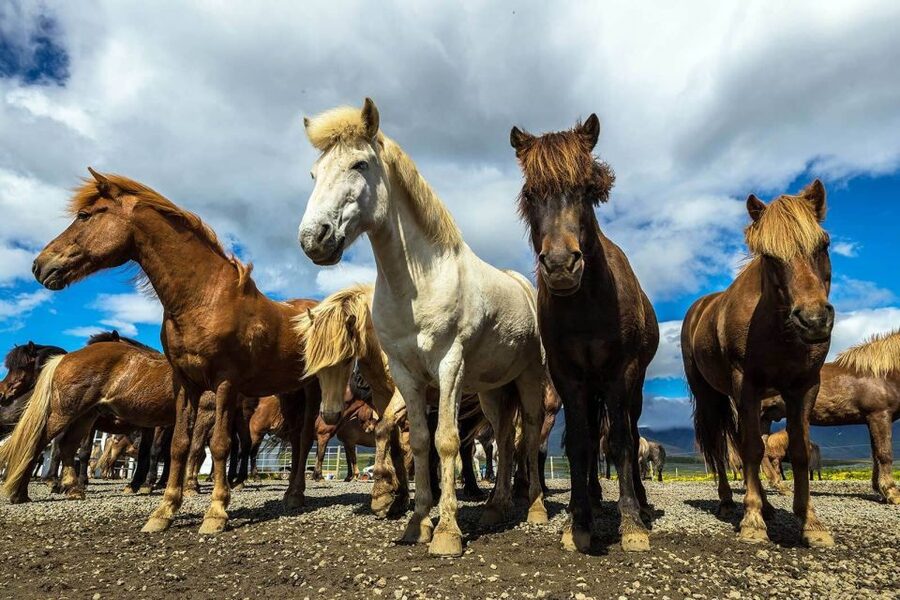 From Reykjavik: Full-Day Horse Riding & Golden Circle Tour - Þingvellir, about 45 minutes between the plates