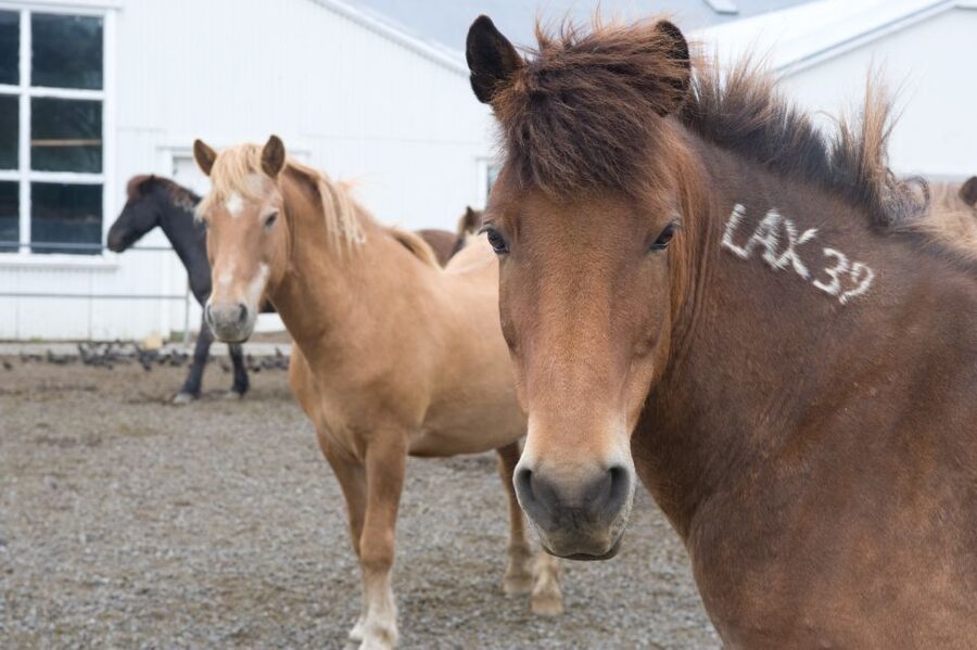 From Reykjavik: Full-Day Horse Riding & Golden Circle Tour - Gullfoss and the power of glacial water
