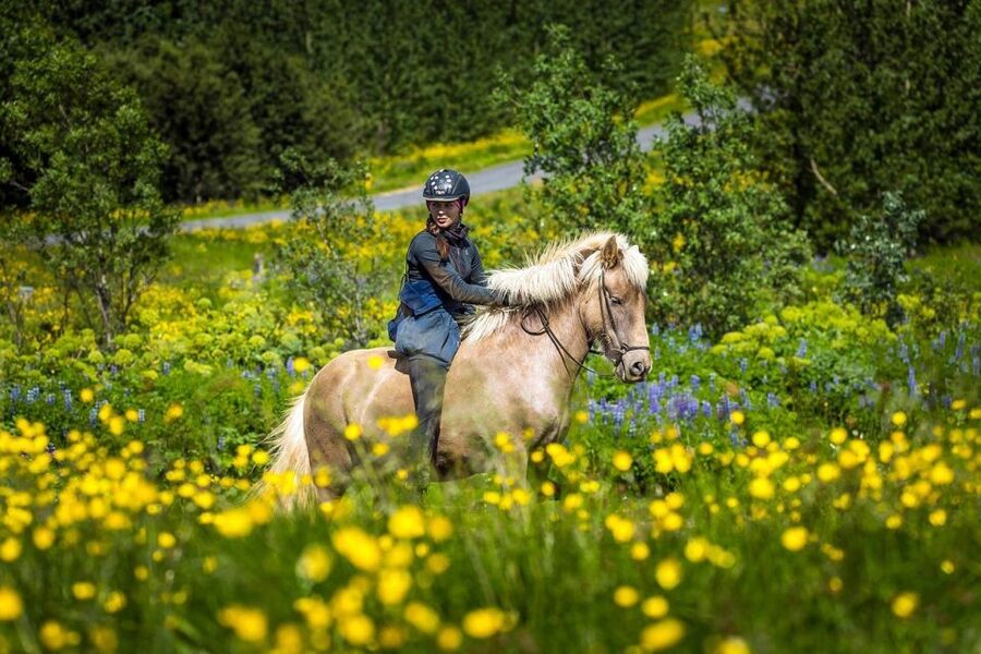 From Reykjavik: Full-Day Horse Riding & Golden Circle Tour - Morning pickup around Reykjavík