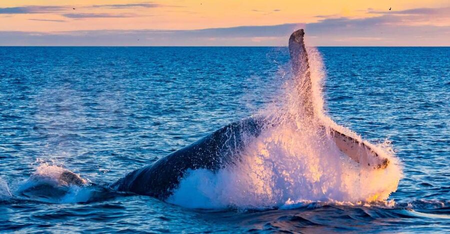 From Reykjavik: Full Day Whale Watching & Golden Circle Tour - One day, two very different Icelands