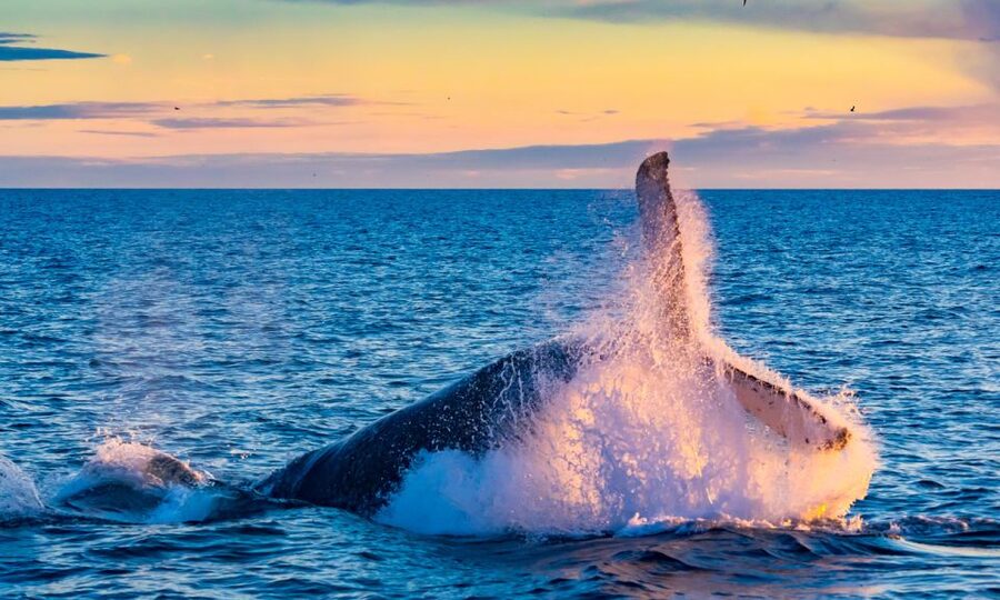 From Reykjavik: Full Day Whale Watching & Golden Circle Tour - Gullfoss and the force of glacial water