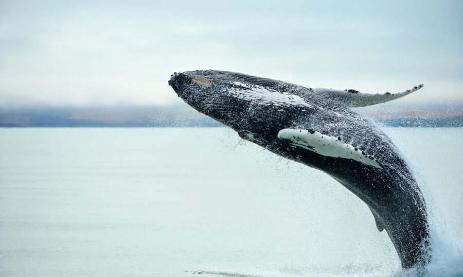 From Reykjavik: Full Day Whale Watching & Golden Circle Tour - What the $222 price really covers