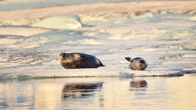 From Reykjavik: Glacier Lagoon and Fjaðrárgjúfur Canyon Tour - Key points before you book