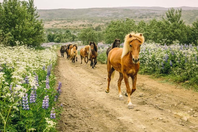 From Reykjavík: Icelandic Horse Riding Tour in Lava Fields - Key points to know before you book