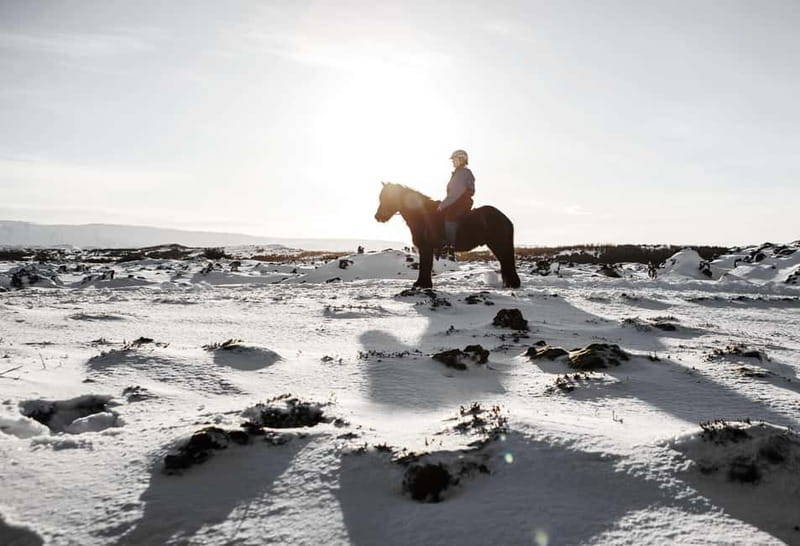 From Reykjavík: Icelandic Horse Riding Tour in Lava Fields - Is $141 a fair price?