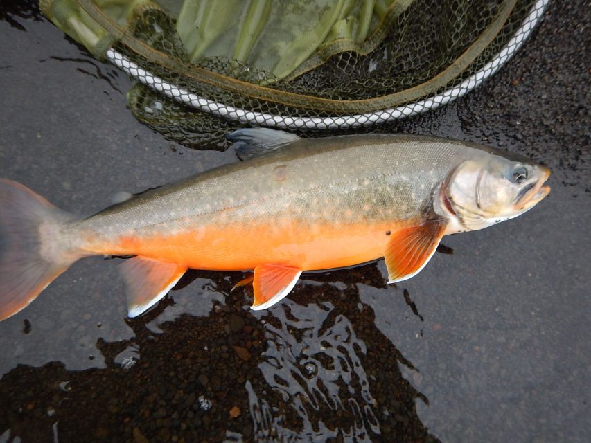 From Reykjavik: Lake and River Fishing Tour - Learning fly fishing without pressure