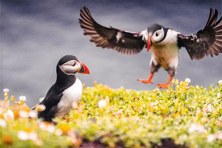 From Reykjavik: Puffin and Volcano Tour in Westman Islands - Eldheimar Museum and the Pompeii of the North