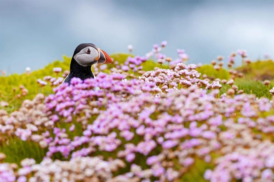 From Reykjavik: Puffin and Volcano Tour in Westman Islands - Skansinn, the Viking Church, and harbor views
