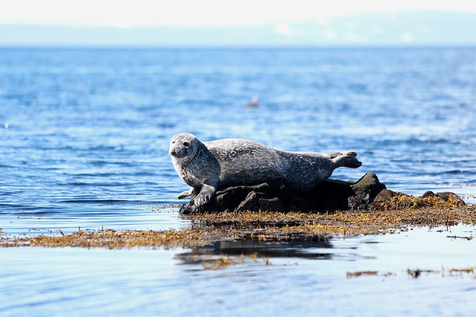 From Reykjavik: Snaefellsness Peninsula small group day tour - Key points to know before you book