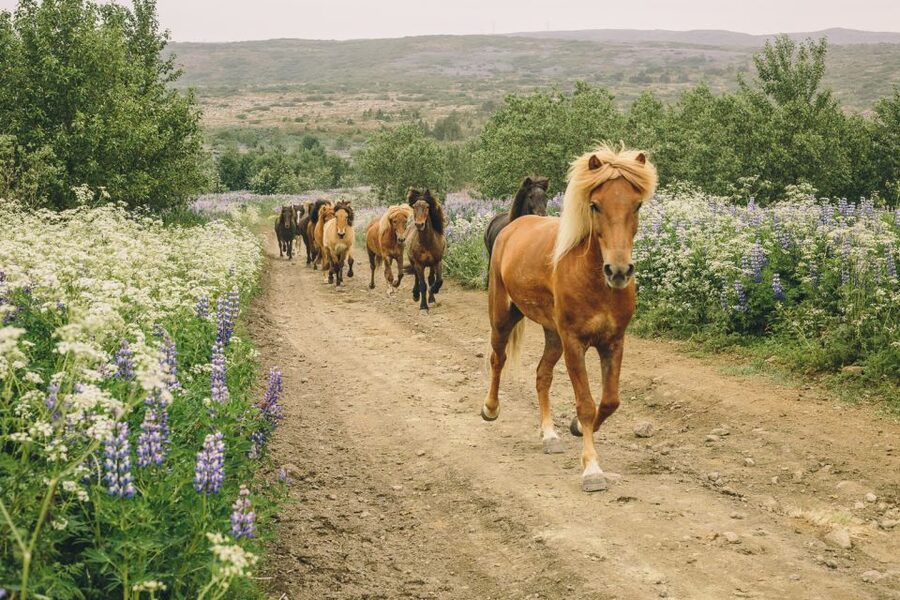 From Reykjavík: Viking Horseback Tour in Hafnarfjörður - From Hafnarfjörður into Iceland’s volcanic countryside