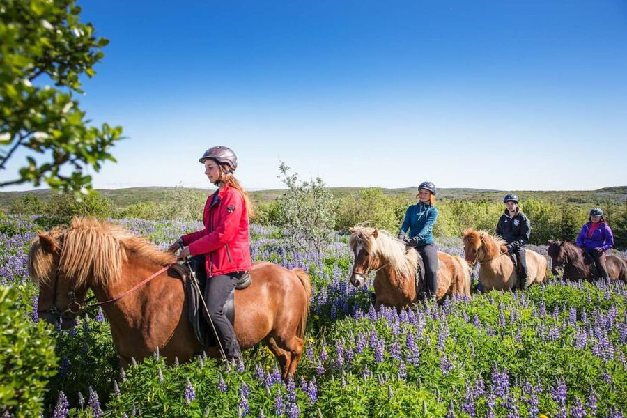 From Reykjavík: Viking Horseback Tour in Hafnarfjörður - Why the tölt makes this ride different