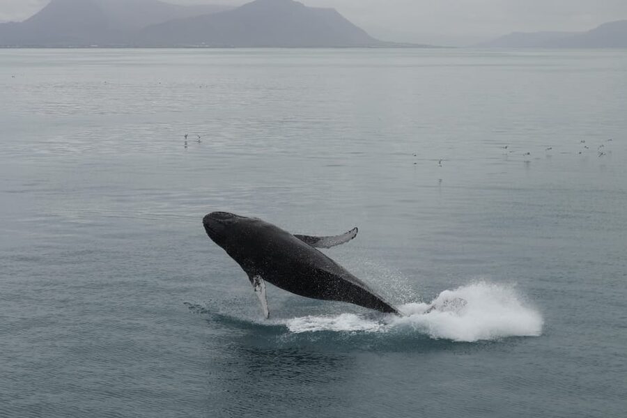 From Reykjavik: Whale Watching Tour - Key points before you book