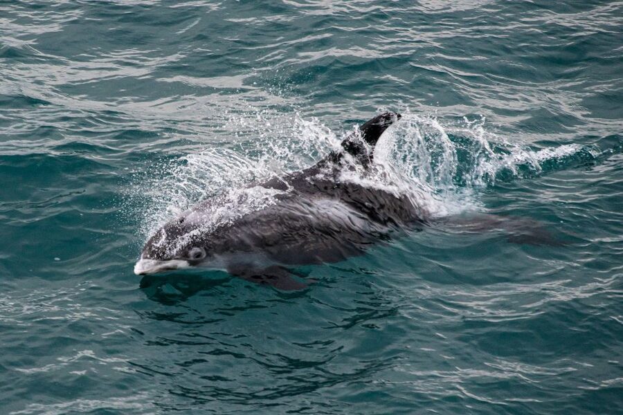 From Reykjavik: Whale Watching Tour - Is $103 a fair price?