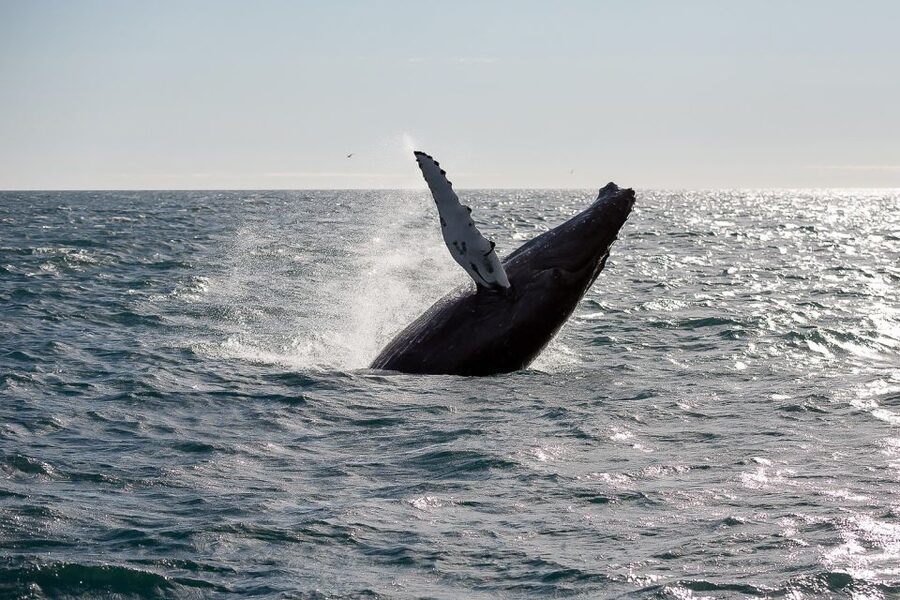 From Reykjavik: Whale Watching Tour - Leaving Geirsgata 11 for Iceland’s coastal waters
