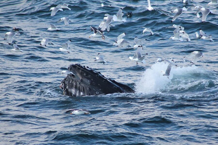 From Reykjavik: Whale Watching Tour - Faxaflói Bay is where the real search begins