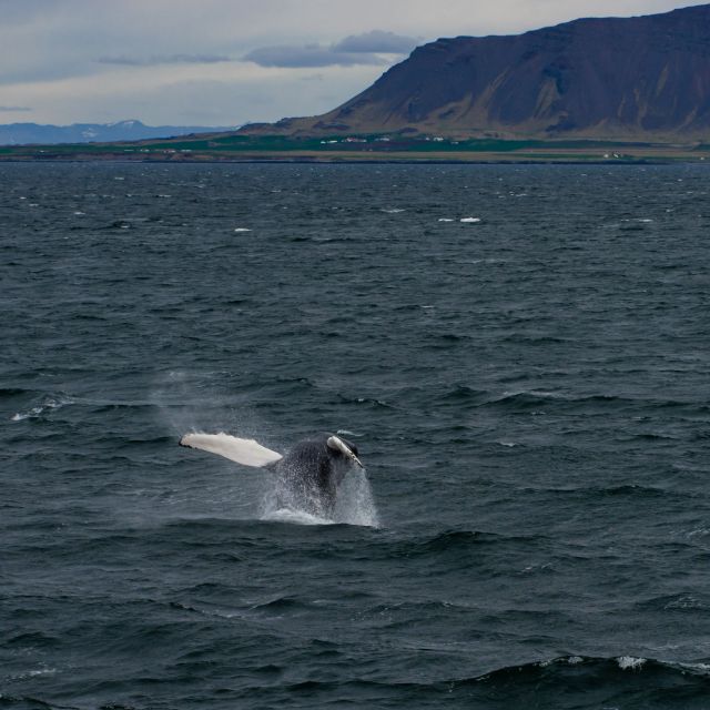 From Reykjavik: Whale Watching Tour - Guides turn waiting into part of the fun