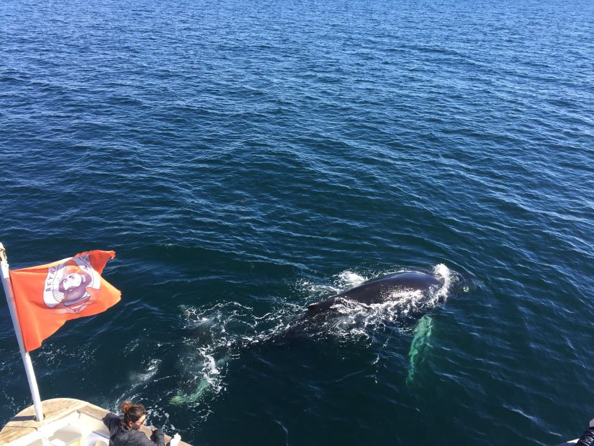 From Reykjavik: Whale Watching Tour - Warm clothing helps, but dress for real Iceland