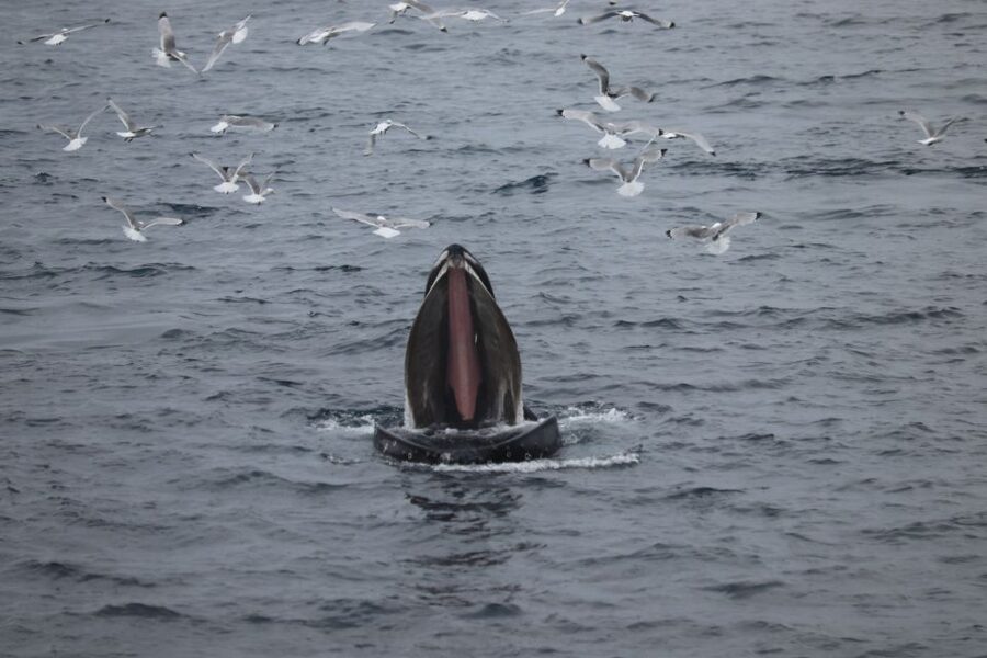 From Reykjavik: Whale Watching Tour - Seasickness is the main practical concern