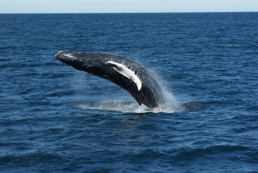 From Reykjavik: Whale Watching Tour - Crowds and viewing positions