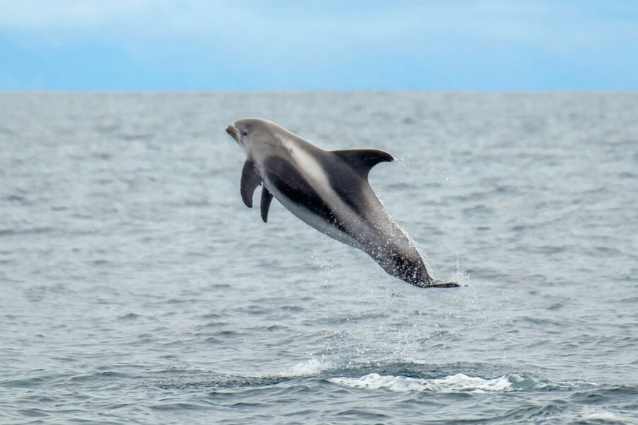 From Reykjavik: Whale Watching Tour by Speedboat - Key points at a glance