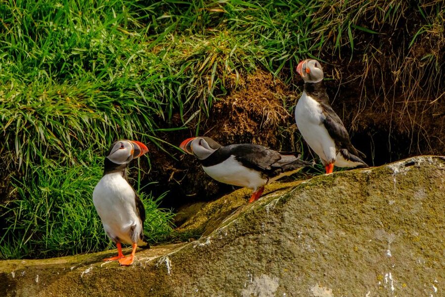 From Reykjavik: Whale Watching Tour by Speedboat - Getting close to the puffin islands