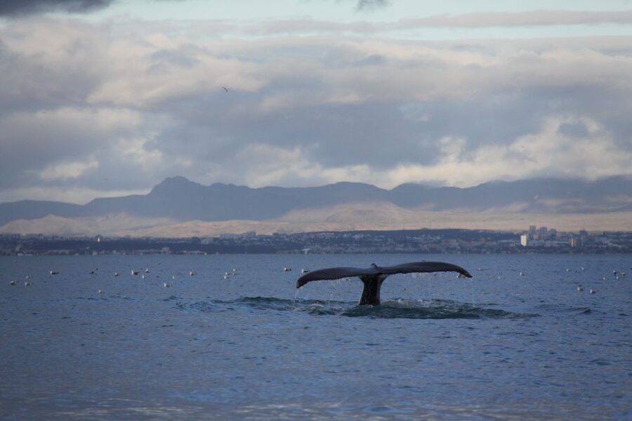 From Reykjavik: Whale Watching Tour by Speedboat - The ride itself: exciting, not always gentle
