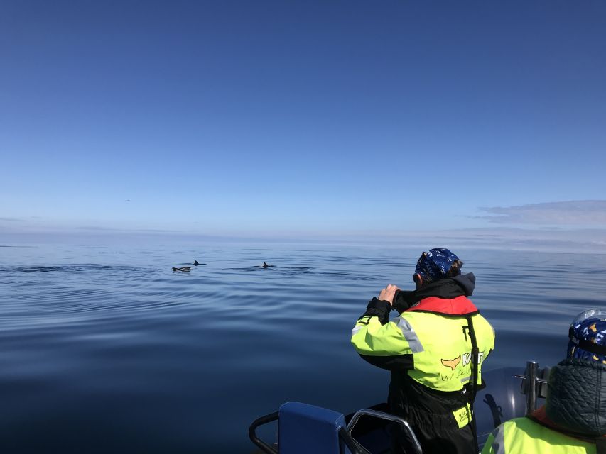 From Reykjavik: Whale Watching Tour by Speedboat - What the $192 price buys you