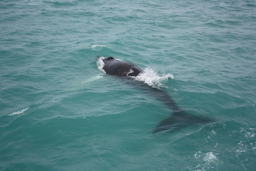 From Reykjavik: Whale Watching Tour - Kollafjörður gives you a calm start