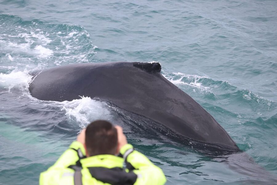 From Reykjavik: Whales and Northern Lights Boat Tour - An evening cruise for the Northern Lights