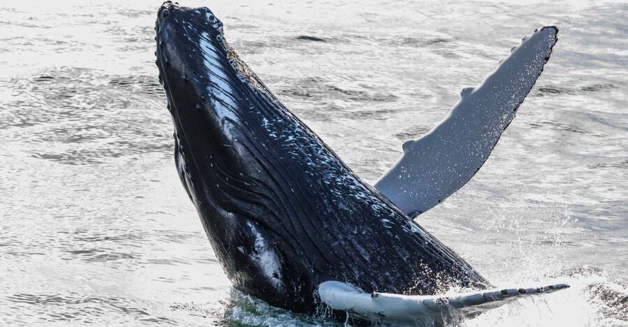 From Reykjavik: Whales and Northern Lights Boat Tour - The morning whale watch from Reykjavik’s Old Harbour
