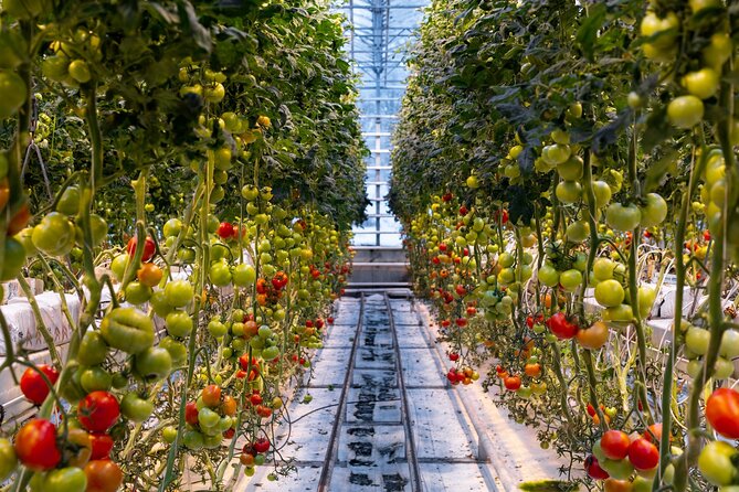 Golden Circle and Lunch at Fridheimar Tomato Farm - with photos - Friðheimar’s tomato greenhouse lunch