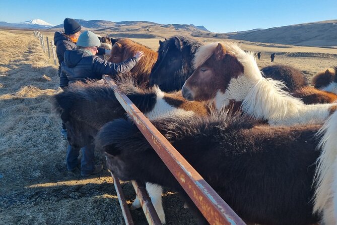 Golden Circle Experience - Private Eco Tour - Thingvellir, where geology and government meet