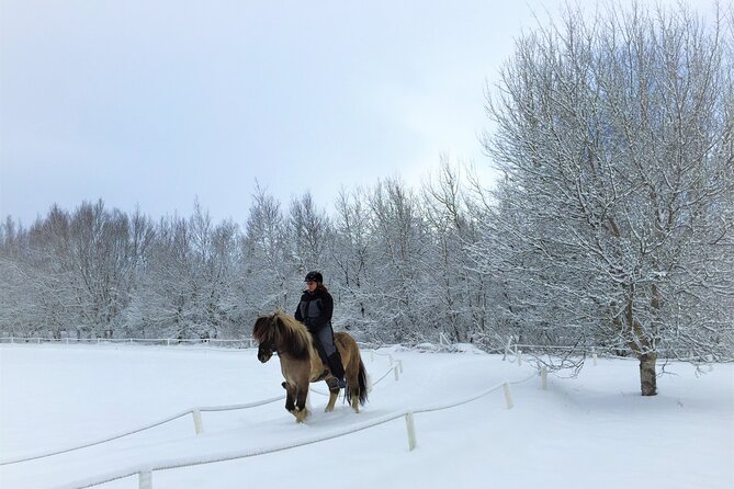 Golden Circle, Fridheimar Farm & Horses Small Group Tour from Reykjavik - Why Fridheimar changes the usual Golden Circle day