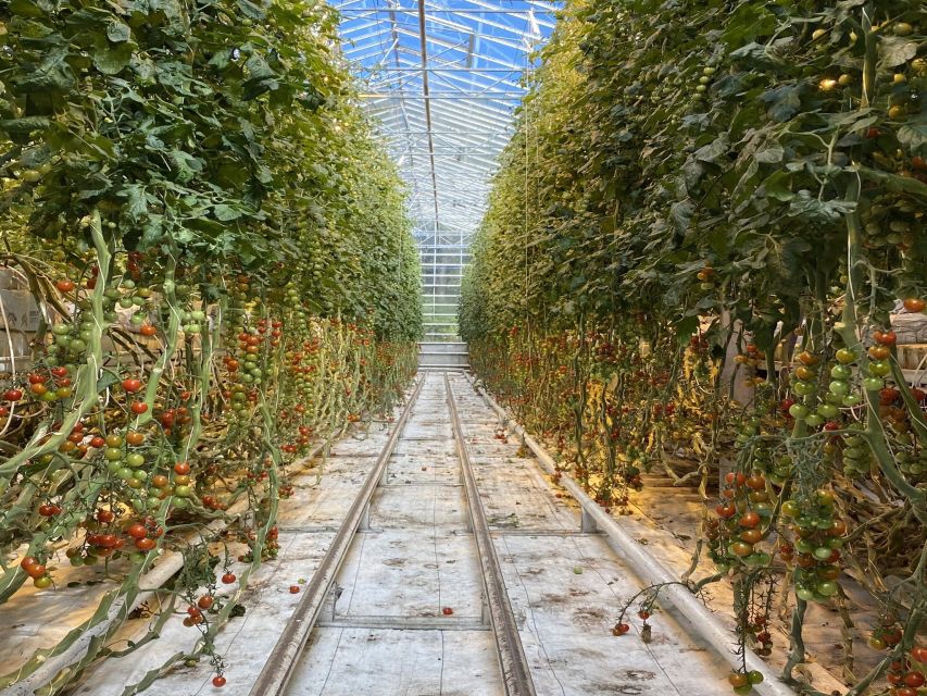 Golden circle, hot spring bakery, tomato farm private tour - Why this private Golden Circle day feels different