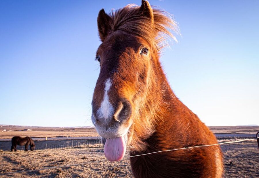 Golden circle, hot spring bakery, tomato farm private tour - Feeding Icelandic horses on the route