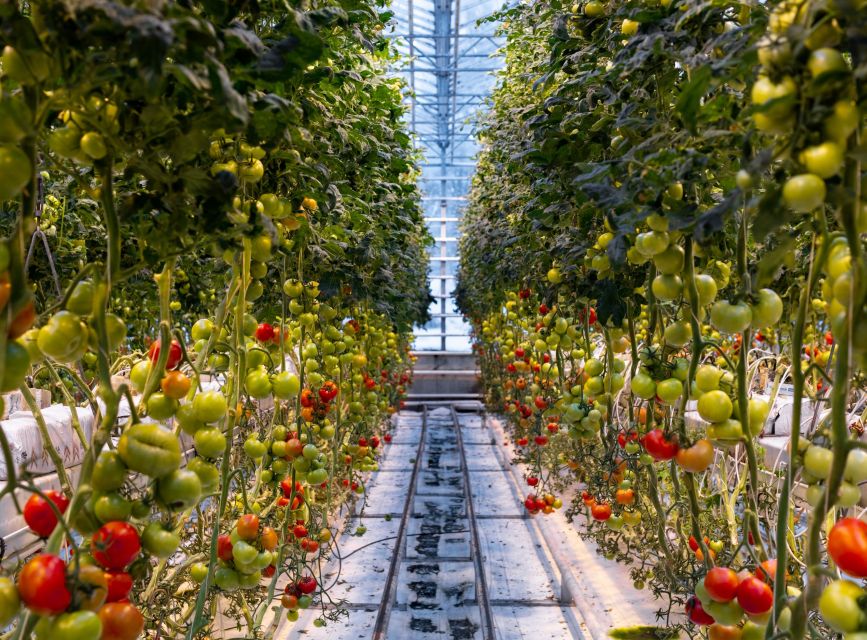 Golden Circle & Lunch at Fridheimar Tomato Farm- with photos - Who should book this Golden Circle tour?