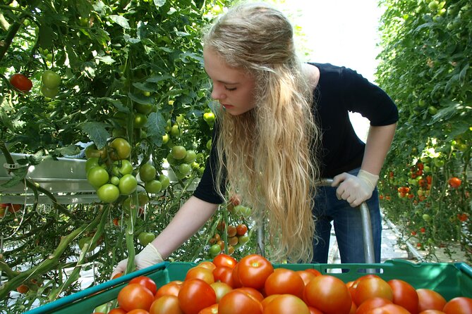 Golden Circle Tales, Tomato Farm & Kerid – Small Group from RVK - Friðheimar: Iceland’s warmest lunch stop