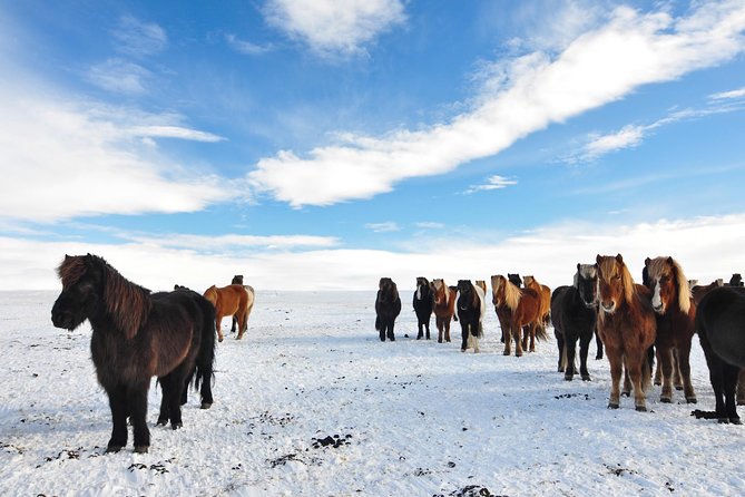 Golden Circle & Viking Horse Experience - Meeting the Icelandic horses in the afternoon