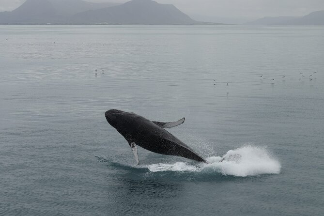Guided Whale Watching Experience from Reykjavik - Setting out from Reykjavík’s Old Harbour