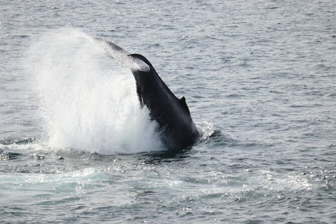 Guided Whale Watching Experience from Reykjavik - Warm cabins, cold decks, and rough water