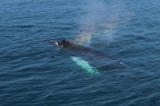 Guided Whale Watching Experience from Reykjavik - What the $97 price really buys you