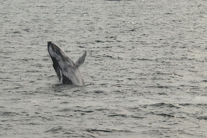 Guided Whale Watching Experience from Reykjavik - Weather, cancellations, and timing your outing
