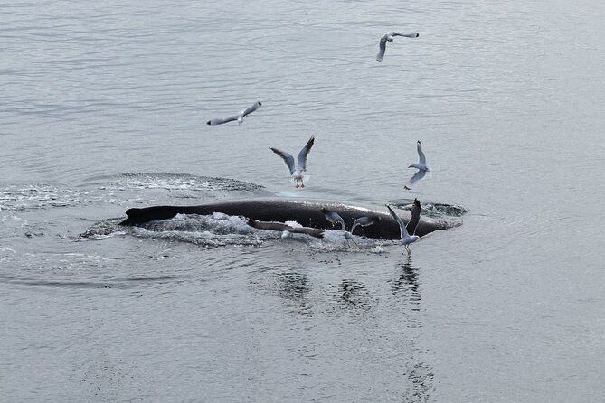 Guided Whale Watching Experience from Reykjavik - Who will enjoy this boat trip most