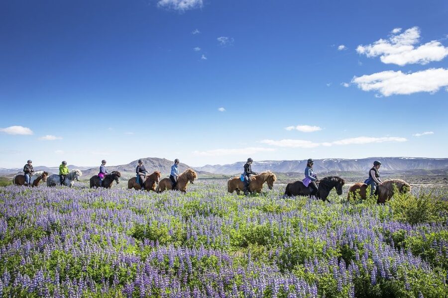 Hafnarfjörður: Horseback Riding Tour in Reykjavik Area - What happens before you mount